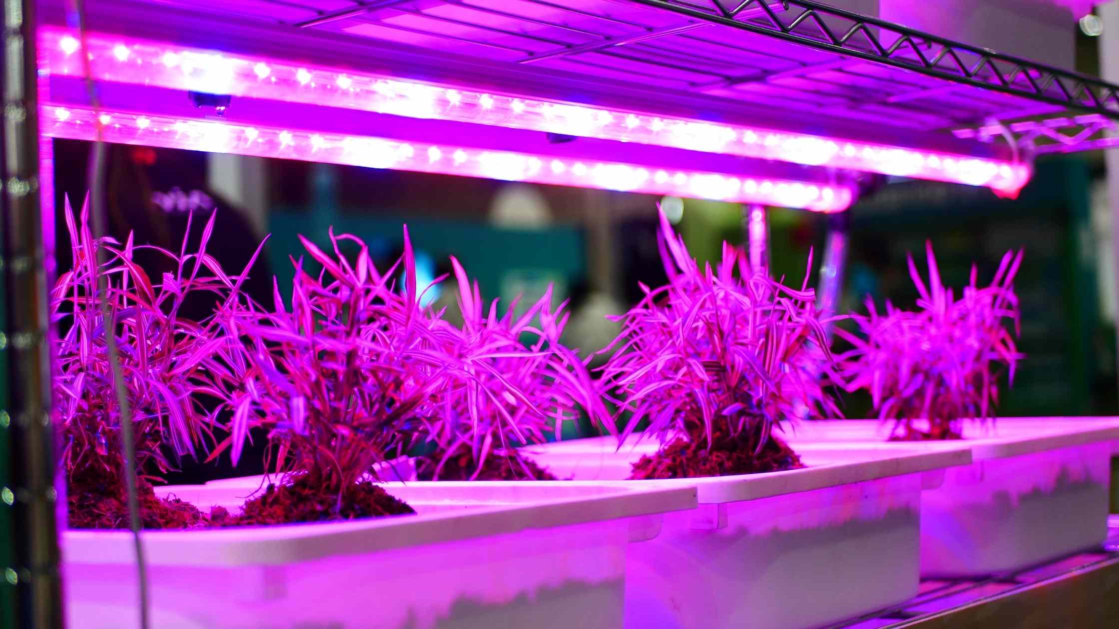 What Is The Best Color Light For Plant Growth?